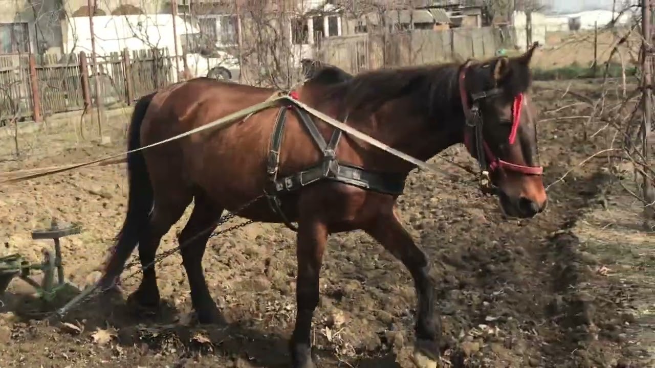 Cu calul la arat grădina