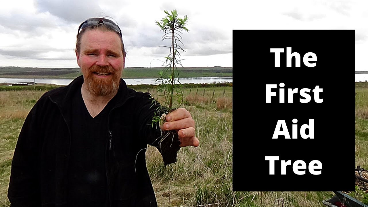 Grow your own first aid kit, the Grand Fir Tree.
