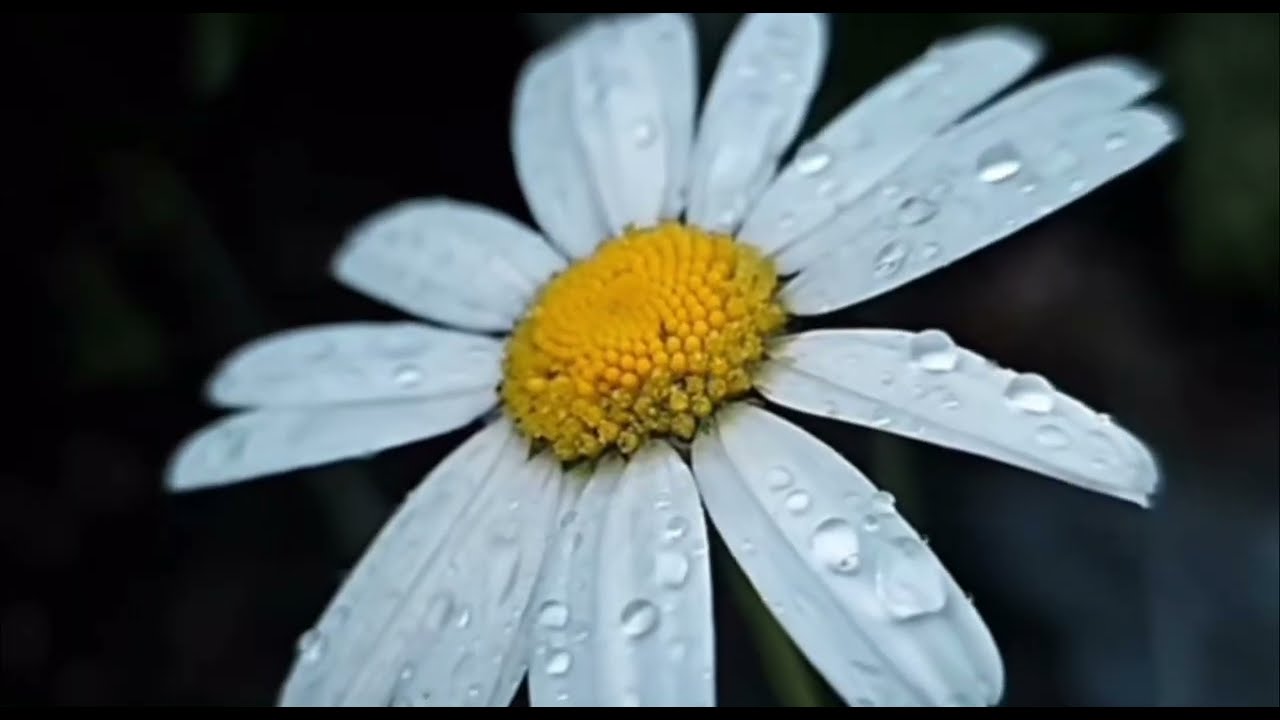 SEIGNEUR NOUS VENONS TOUS (PAROLES) - CHORALE JCB