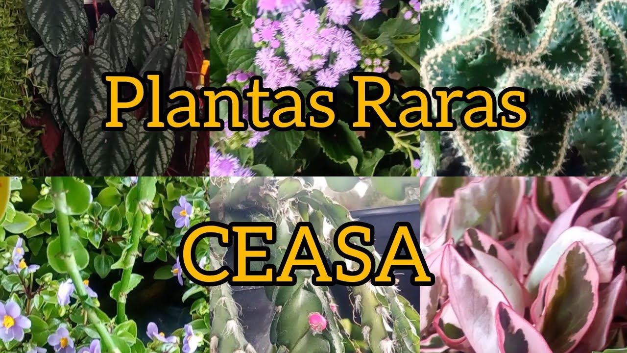 CEASA. Fiquei enlouquecido com as raridades que vi no A.C Plantas.