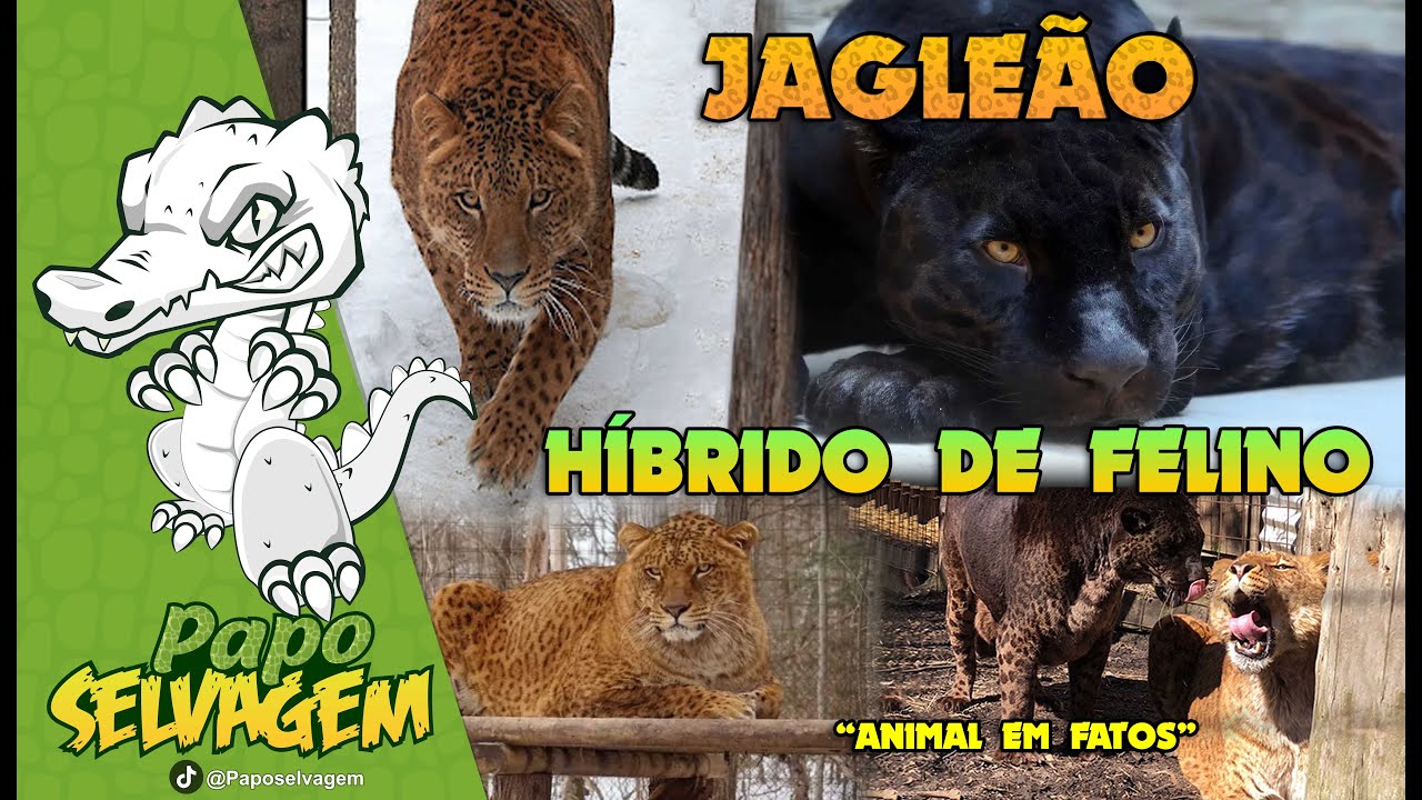 JAGLE&Atilde;O | CRUZAMENTO IMPROV&Aacute;VEL DE OCORRER NA NATUREZA...@paposelvagem