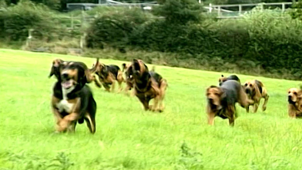 Incredible Working Dogs - Heroes of Rescue, Hunting, and Daring Feats