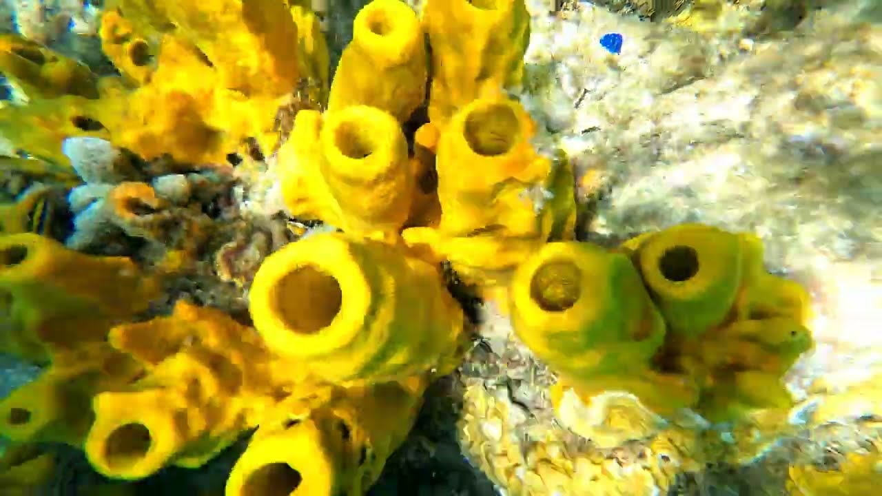 Snorkelling in St. Lucia