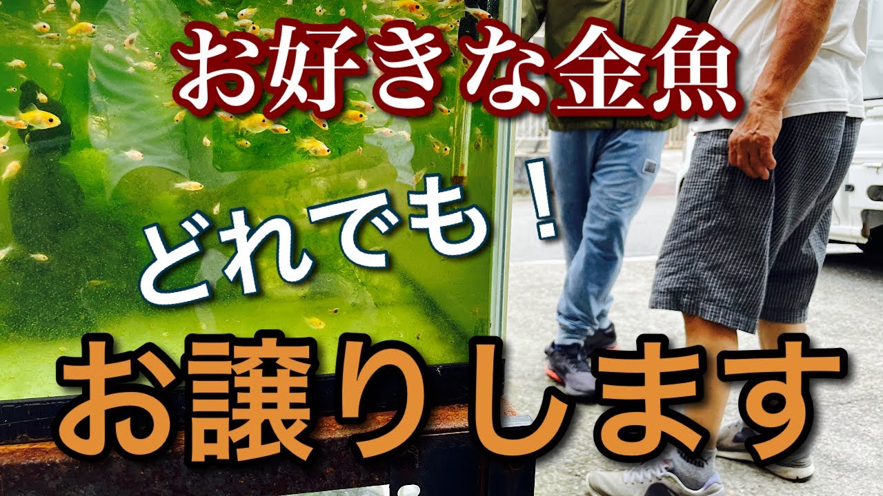 【金魚飼育】お好きな金魚をどれでもどうぞ‼︎久しぶりの金魚譲渡会