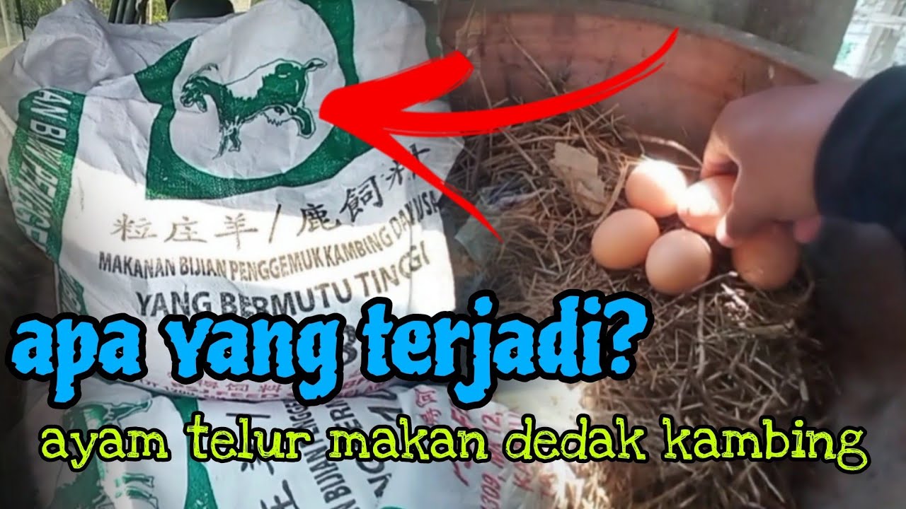 [Episod1139] ini terjadi bila ayam penelur diberi makan dedak kambing