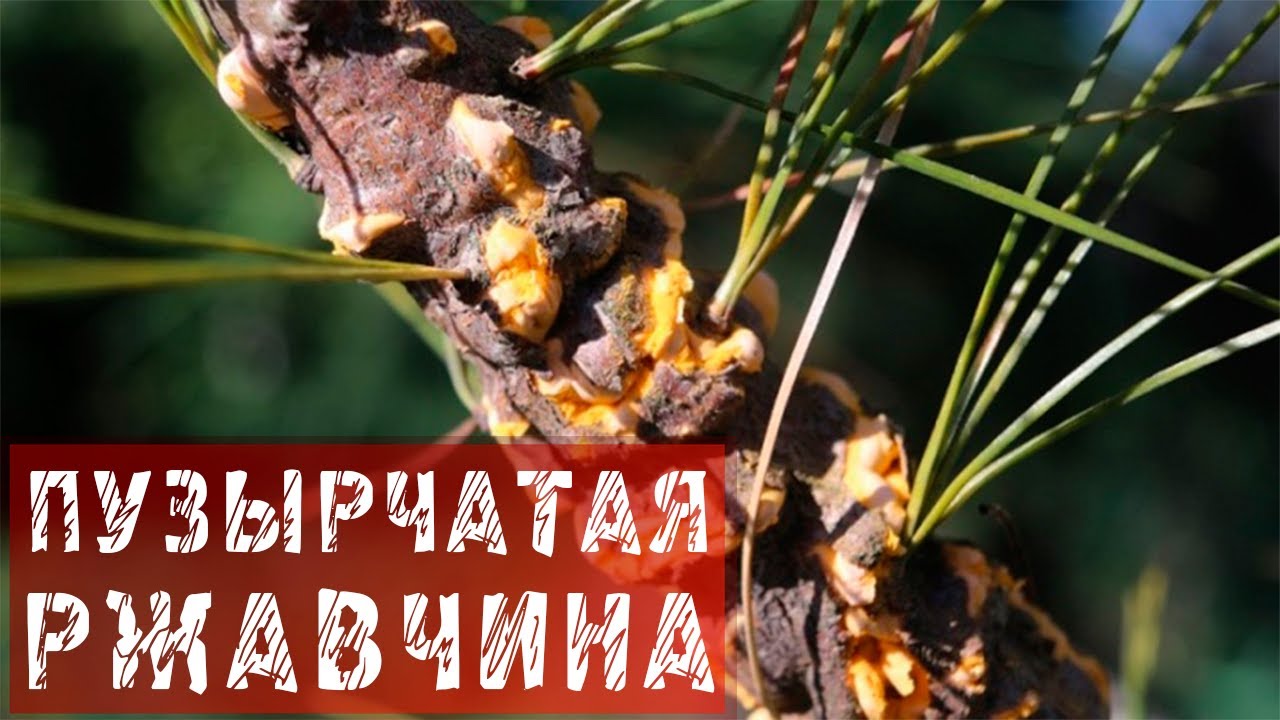 Пузырчатая ржавчина на соснах 14 июля 2021 г.