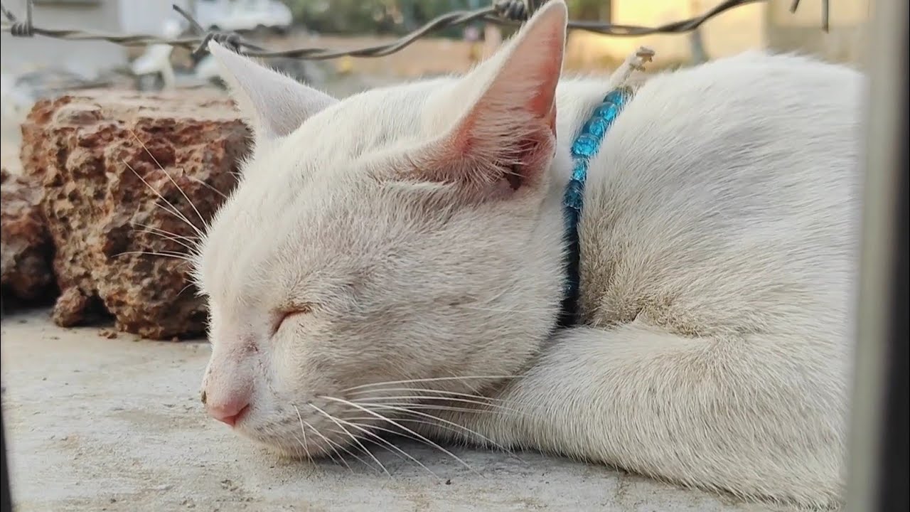 Cute cat video 😻 / new cat video #cutecat #catvideos #catlovers #cats #trending #viralvideo 
