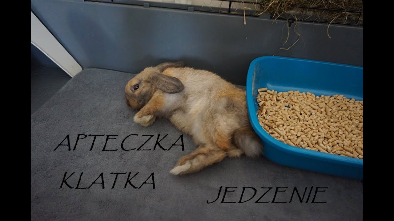 KRÓLIK MINI LOP - KLATKA|ŻYWIENIE|APTECZKA| CO WARTO WIEDZIEĆ 🐰🐇