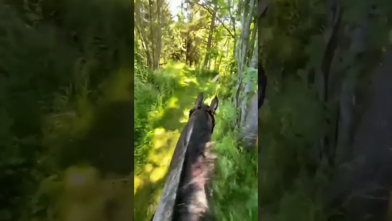 🤣ANIMAIS ENGRA&Ccedil;ADOS🐶 🐱   TENTE N&Atilde;O RIR!   COM&Eacute;DIA ANIMAL # 63