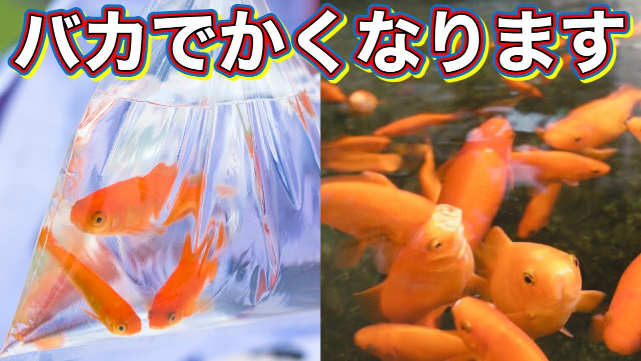 【金魚の飼い方】金魚すくいで得た金魚を大きく育てるコツ