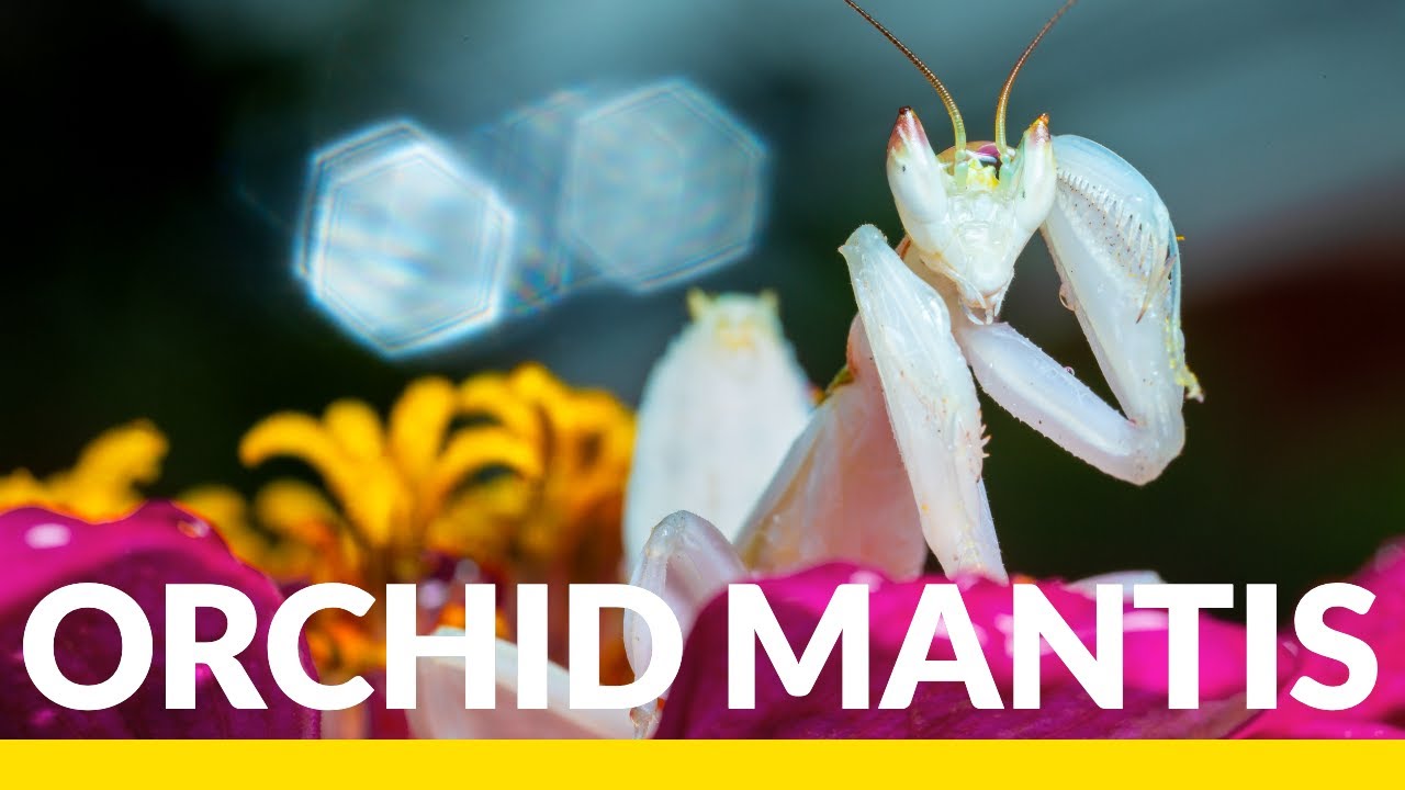 This Insect Looks Like a Flower! Ft. Orchid Praying Mantis
