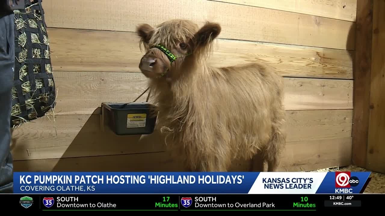 KC Pumpkin Patch offers cow cuddling opportunity at its 'Highland Holidays'