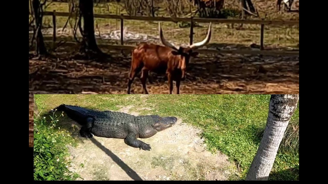 Searching for Gators, Peace River Part II #babygators #swampbuggy #floridaadventures