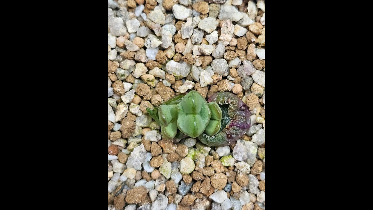 1월28일 수요일 좀 늦었어요