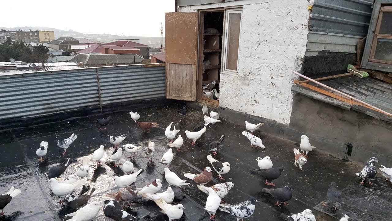 Baki goyercinleri2020. Yasamal Nicatin goyercinleri satilir Tel0555064042 #bakigoyercinleri #PIGEONS