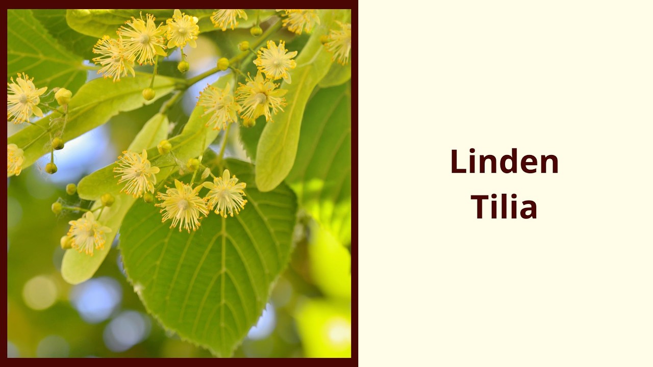 Linden Tea Health Benefits