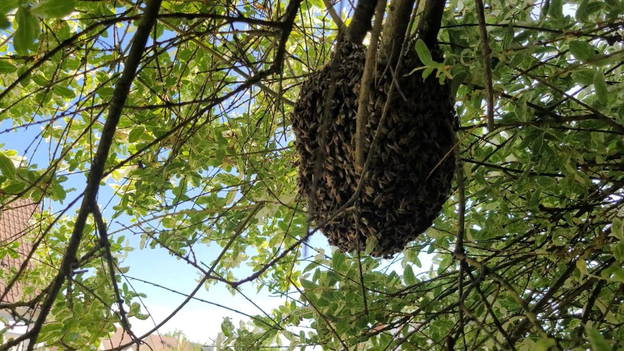 Récupération d'un essaimage à Savigny-le-Temple et enruchage à Vigneux-sur-Seine
