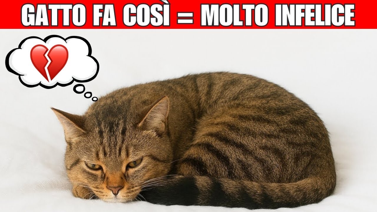 6 sengi che il tuo gatto è infelice (e come aiutarlo)