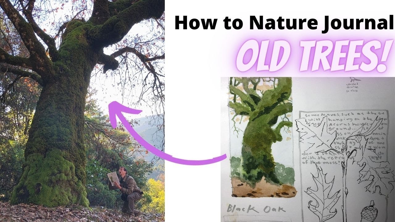 How To Nature Journal Old Trees: The Nature Journal Show