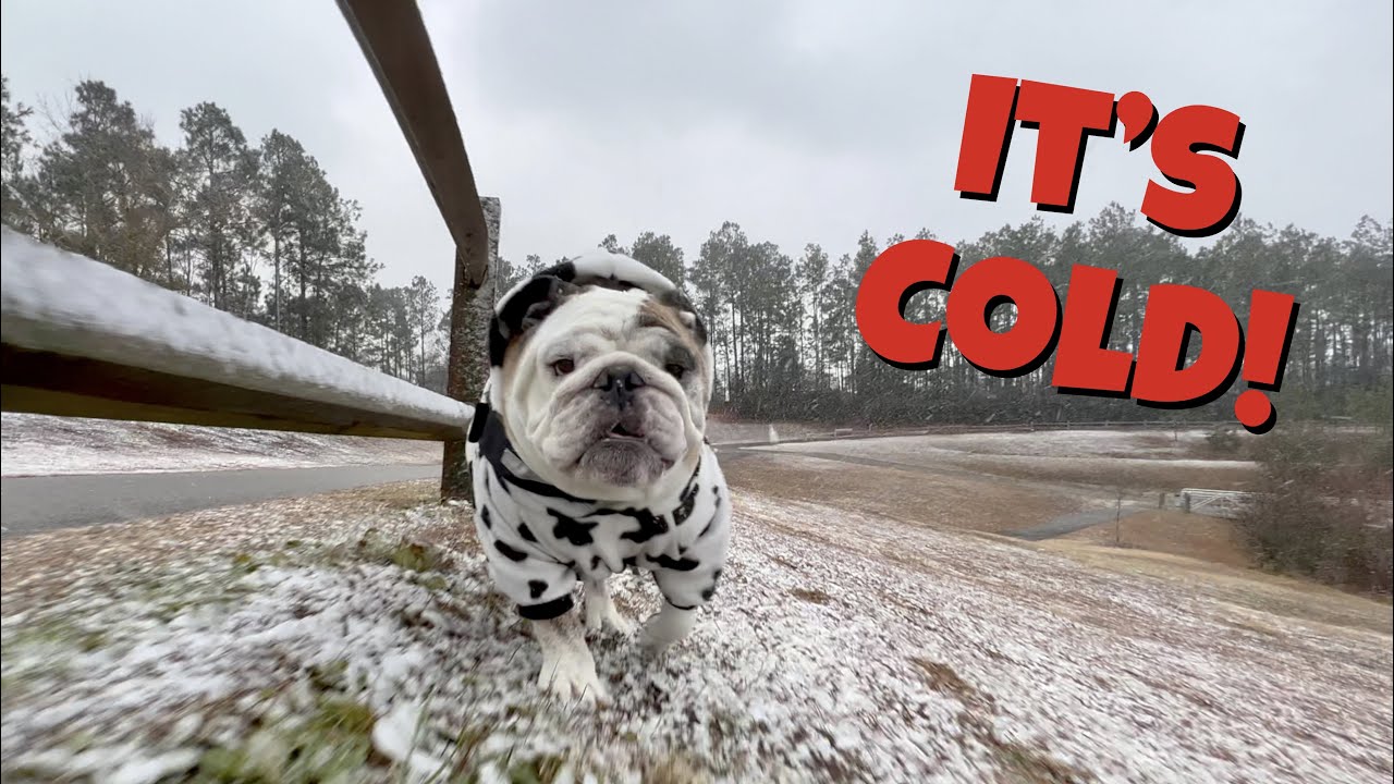 Reuben the Bulldog: SNOW!