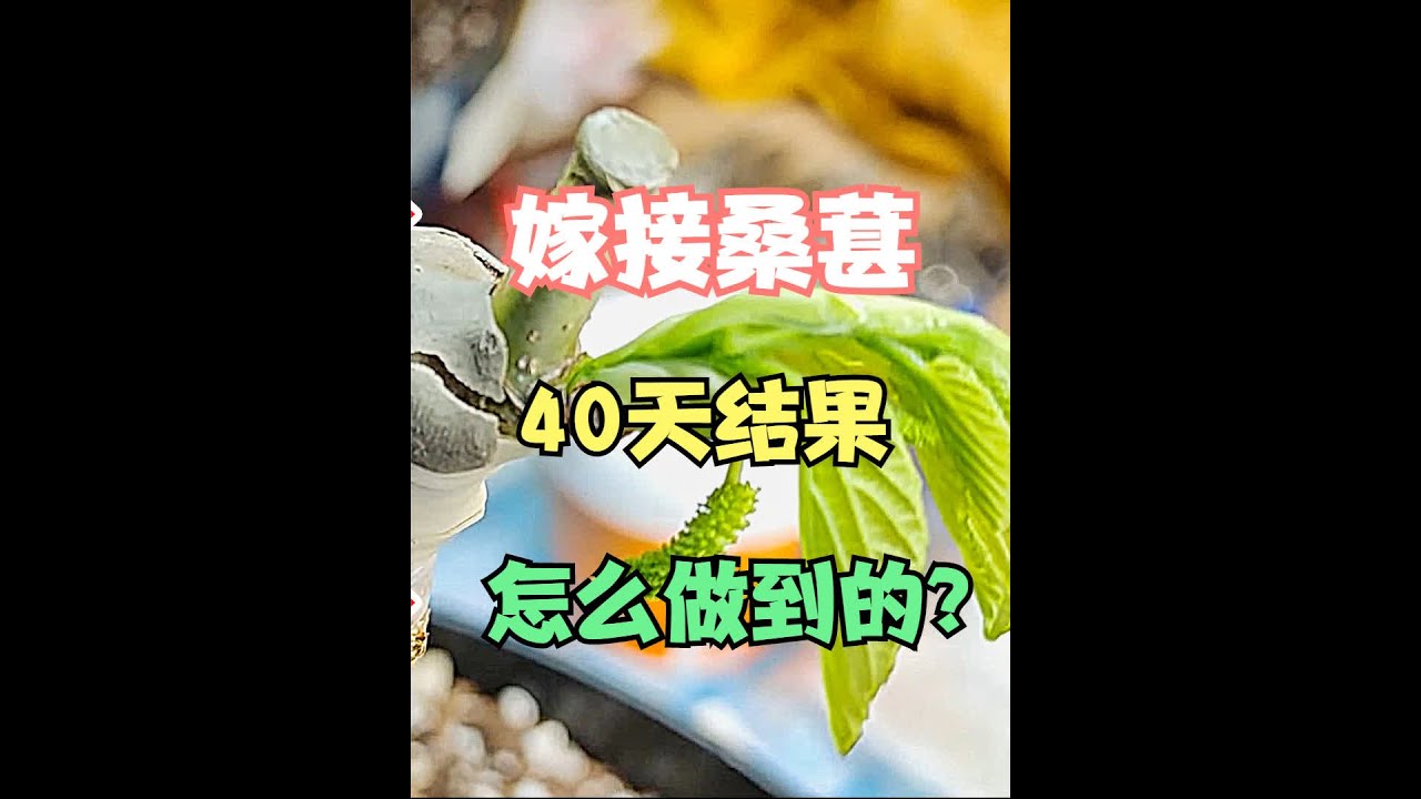 手把手教你园艺小技巧，桑葚粗枝的嫁接方法，不妨来学习一下 #嫁接 #嫁接技术 #嫁接桑葚 #桑葚 #果树知识