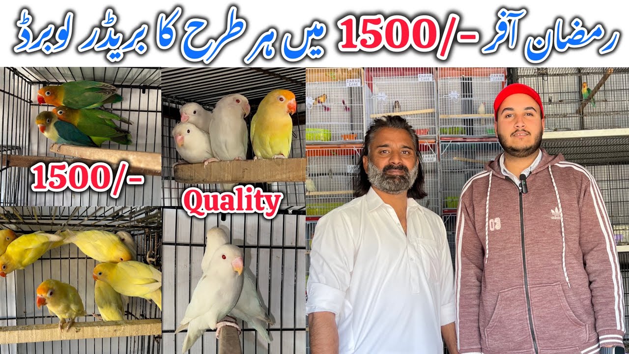 Ramdan Offers || Har Trha kay lovebirds 1500 ky breeder joray || Loot ko shokino.