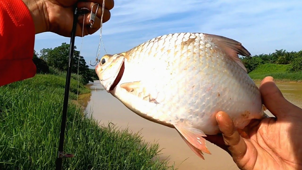 mancing lampam sungai baling jauh tak makan baling dekat baru makan umpan dedak daun ubi