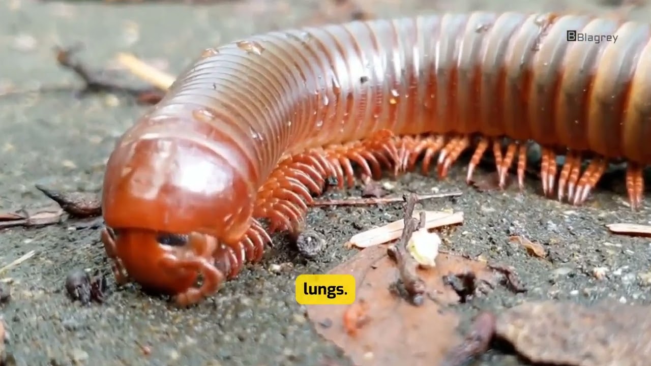 The Real Science Behind Millipedes After Rain.  #interestingfacts #rainfacts #science 