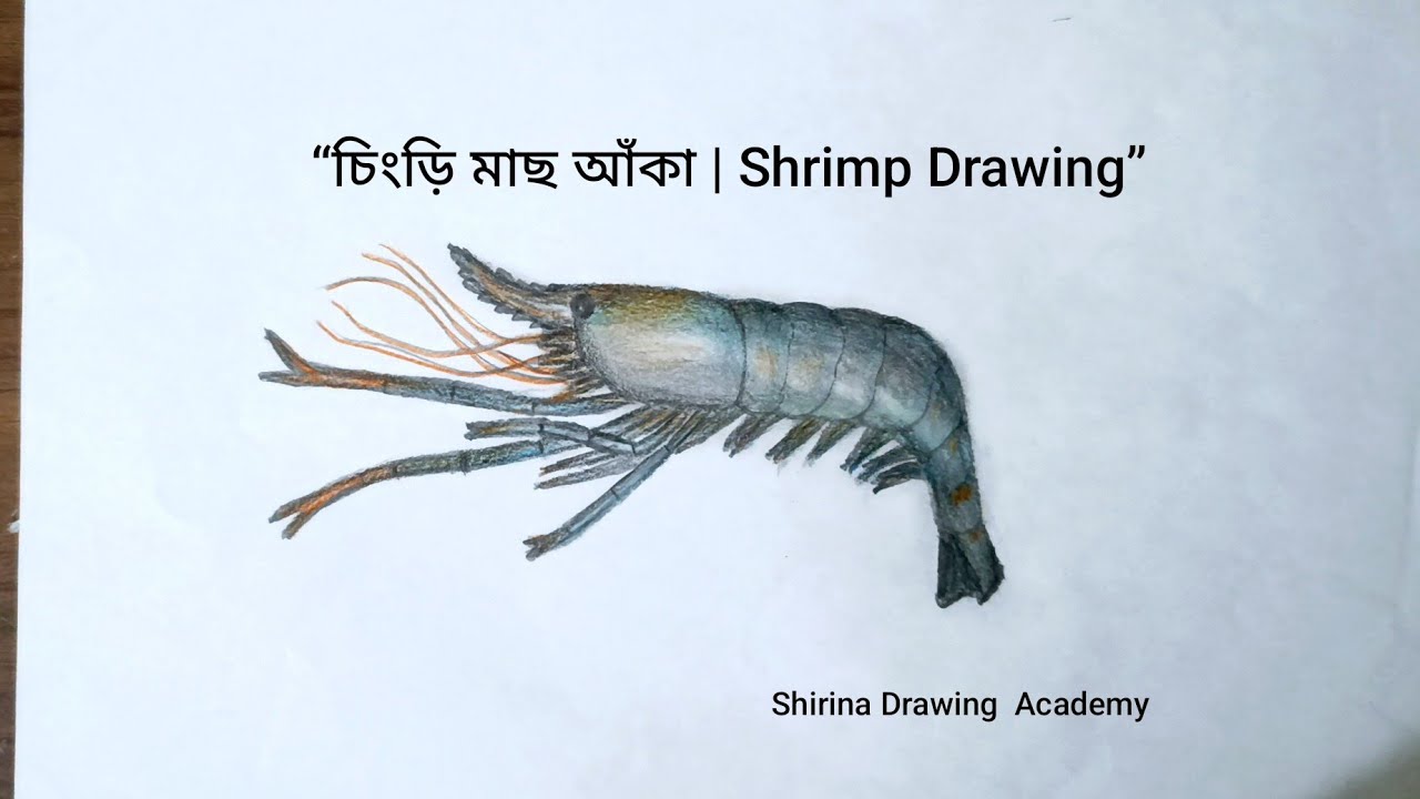 How to Draw & Color  Shrimp Fish| চিংড়ি মাছ আঁকা ও রং করা