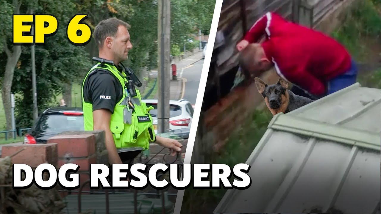 Dog Rescuers: Caught on Camera and Served Justice - Animal Documentary