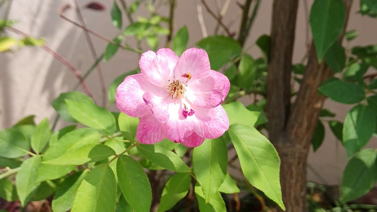 শুভ সন্ধ্যা বন্ধুরা 🌸🌸🌸🌸🌸