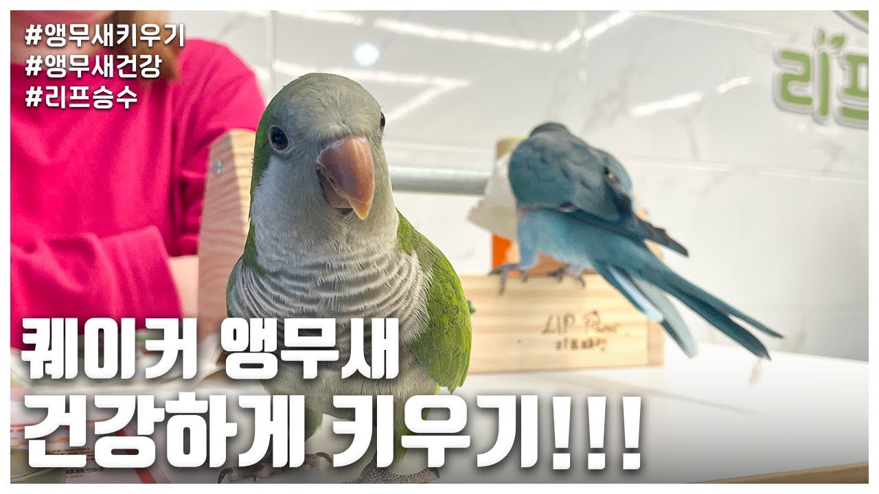 [리프승수가 간다!] 퀘이커 앵무새 건강하게 키우기!!! (LIP SEUNG SOO)