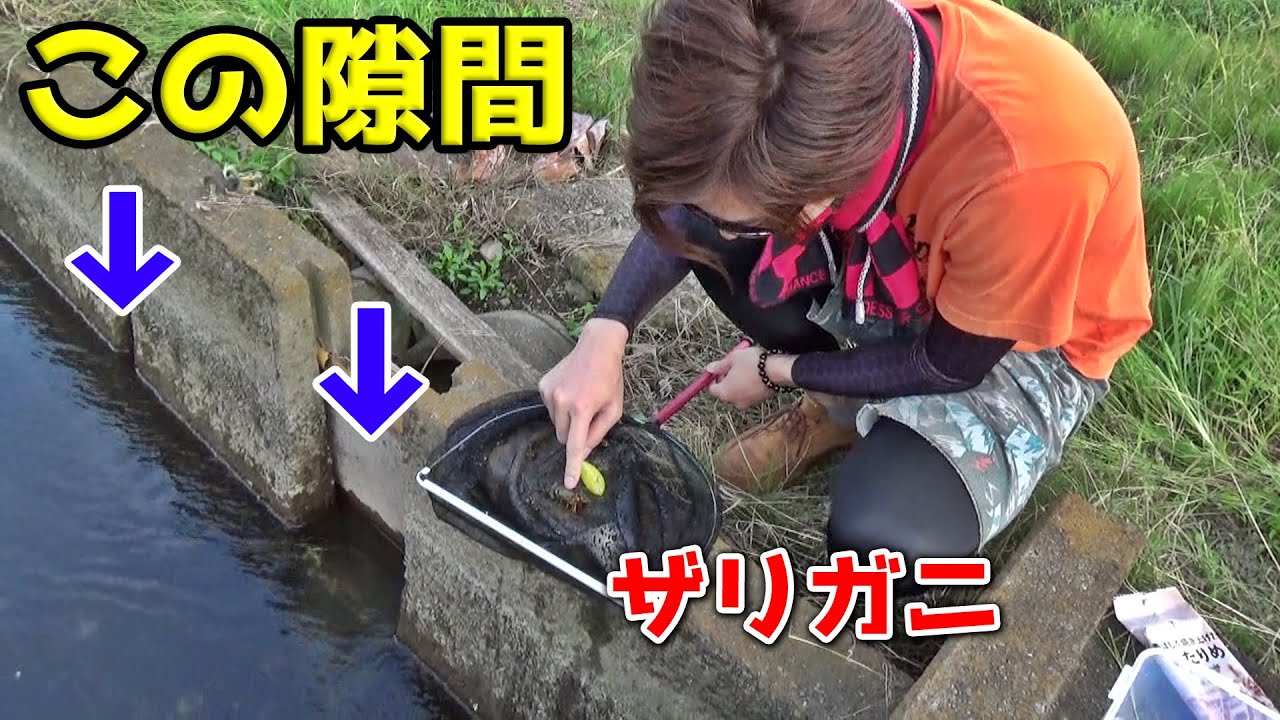 万能生物アメリカザリガニで魚を釣る！！網を使ったら俺らは最強だろ。