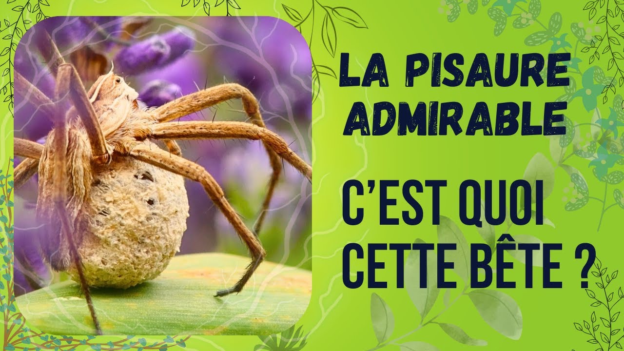 La Pisaure admirable - C'est quoi cette b&ecirc;te ?