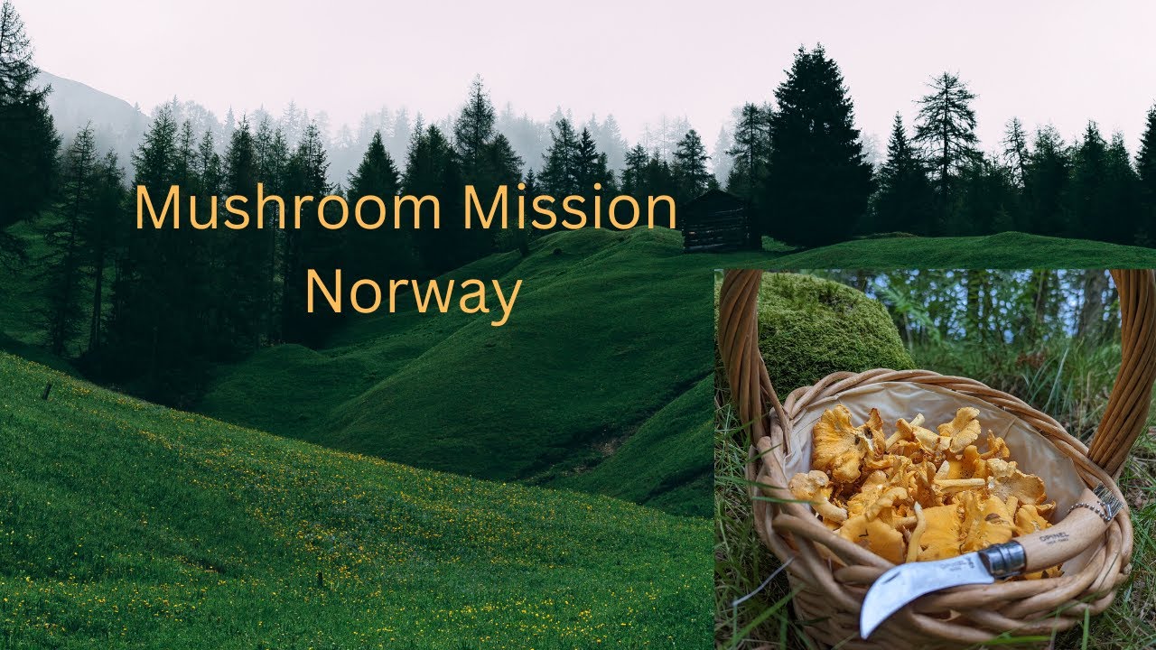 Mushroom Mission in Norway #norway