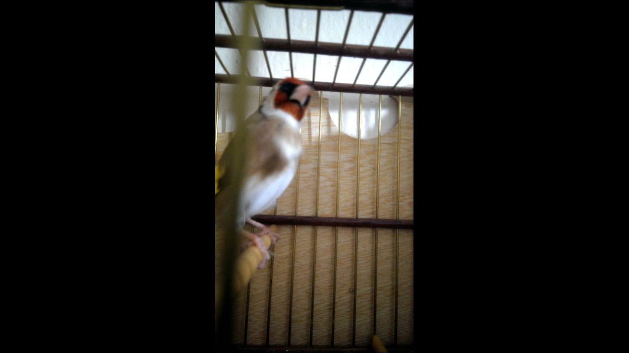 VIDEO0164 01