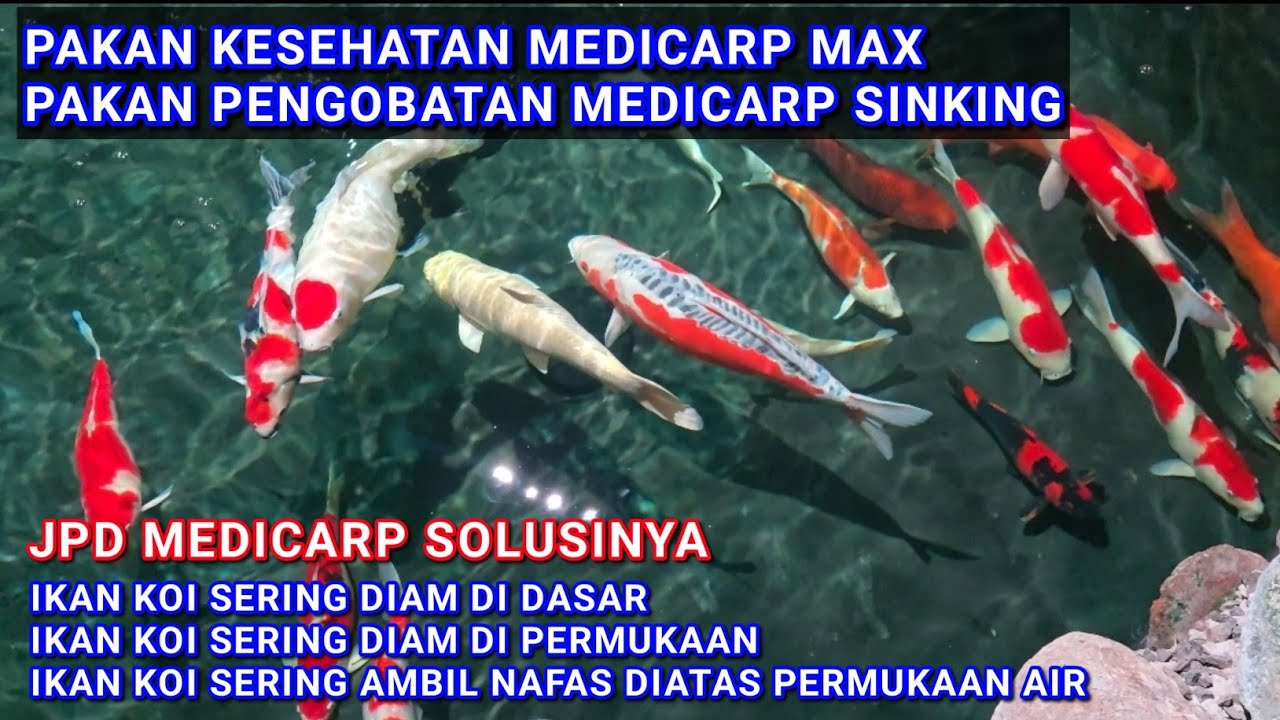 PAKAN KESEHATAN IKAN KOI JPD MEDICARP MAX & PAKAN PENGOBATAN JPD MEDICARP SINKING