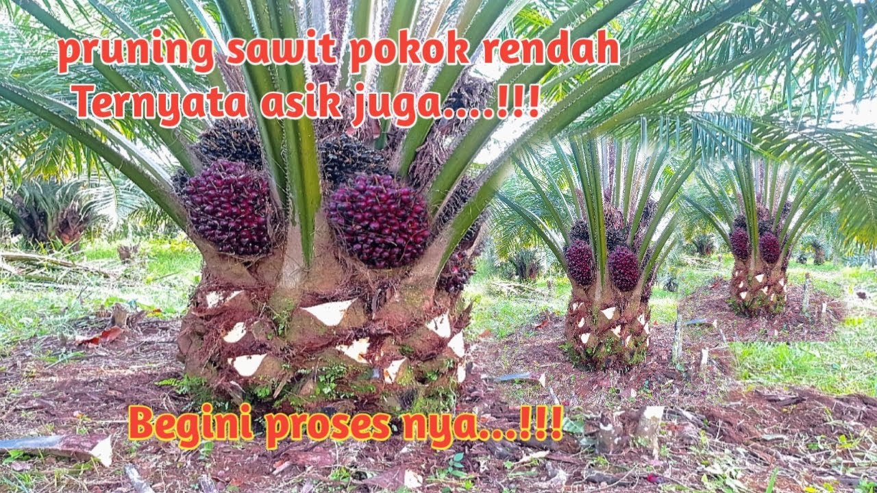 Begini proses pruning sawit pokok rendah...#petanisawit.#pruningsawit