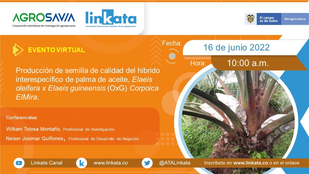 Producción de semilla de calidad del hibrido interespecífico de palma de aceite