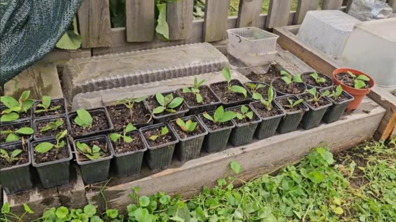 Обзор на череночник🌱☘️🌿Черенкование гортензии🌺07 июля 2024г