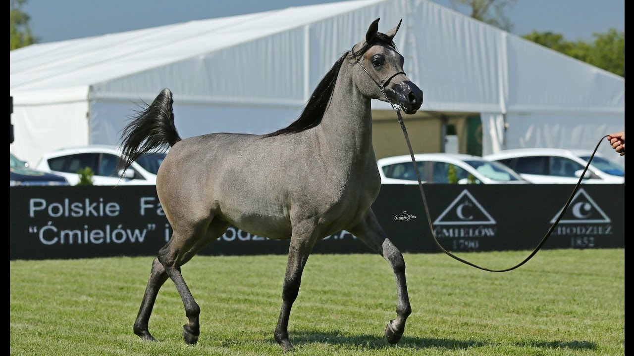 PLATYNA NA - arabian mare, 2016 Cracow show
