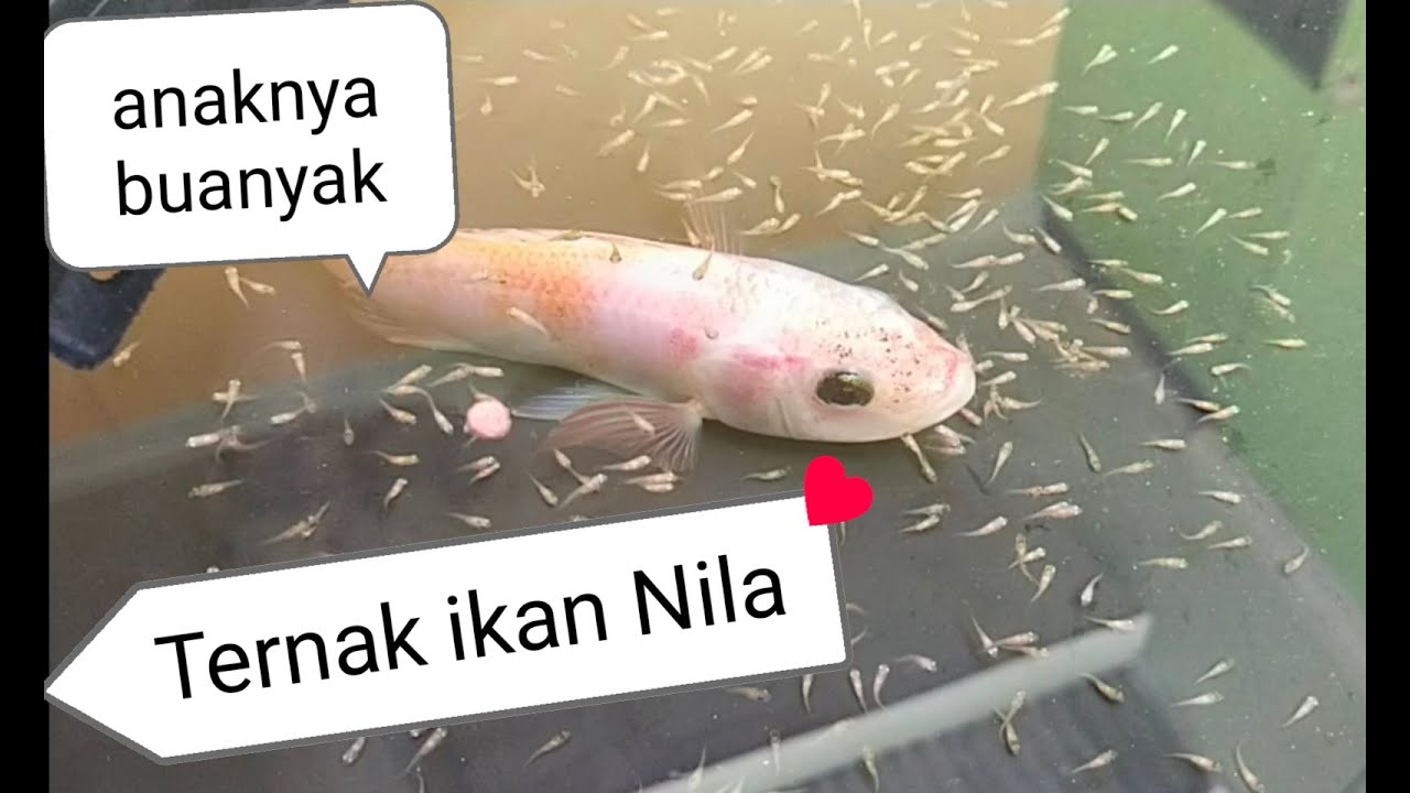 Cara ternak ikan nila pemula dan amatiran : khusus buat penghobi ikan yang tidak ada kerjaan wkwk
