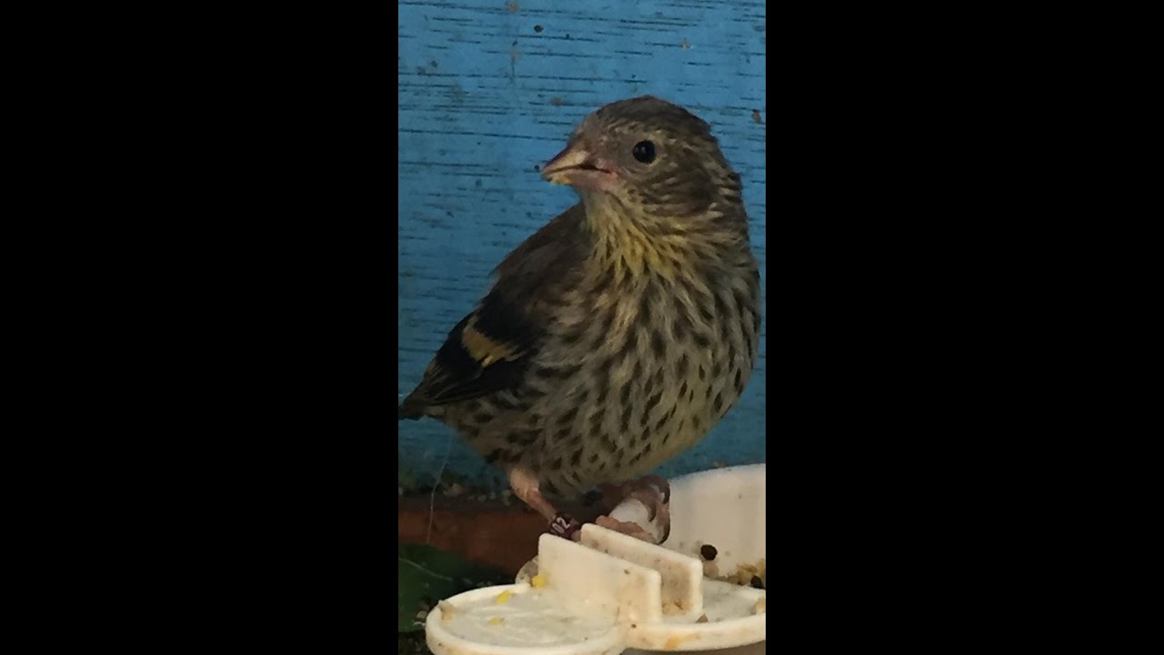 Breeding British Birds with Kevin Horgan