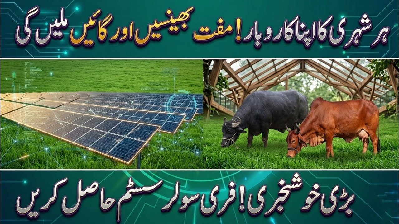 Free Solar System & Free Buffalo Scheme 2026 | Sindh Govt Big Announcement | KP Solar Scheme #viral 