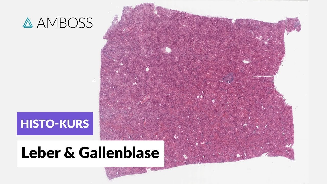 Histologie Leber und Gallenblase - Mikroskopische Anatomie - AMBOSS Video