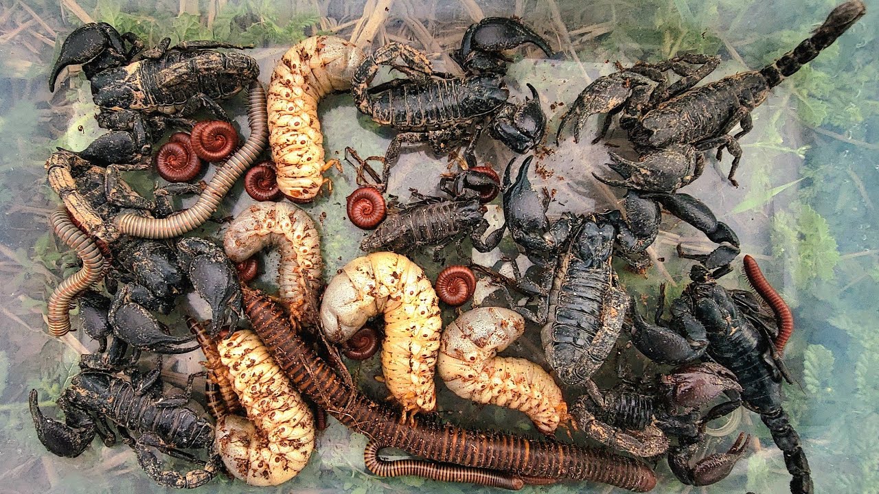 Catch,1,00 Red millipedes, beetle Larvae, worm 🪱  scorpions 🦂, white Millipedes, black Millipedes 