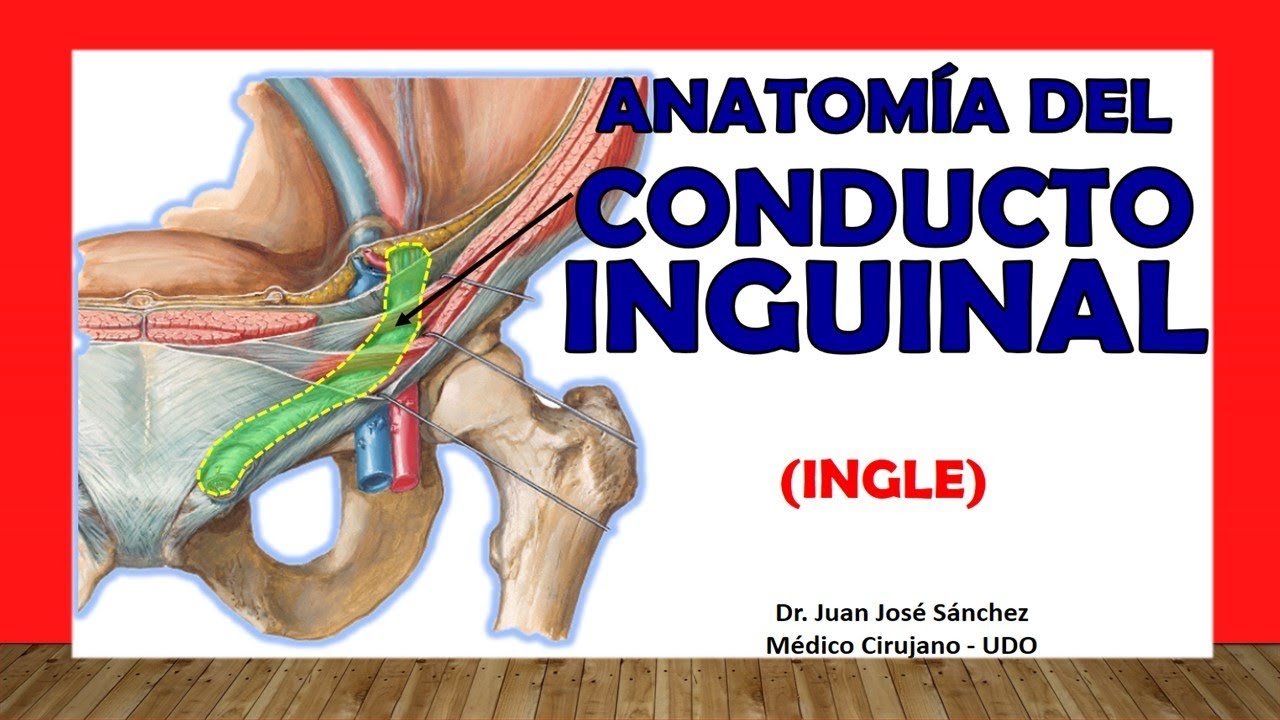 🥇 Anatom&iacute;a del CONDUCTO INGUINAL. (Ingle). F&aacute;cil y Sencilla
