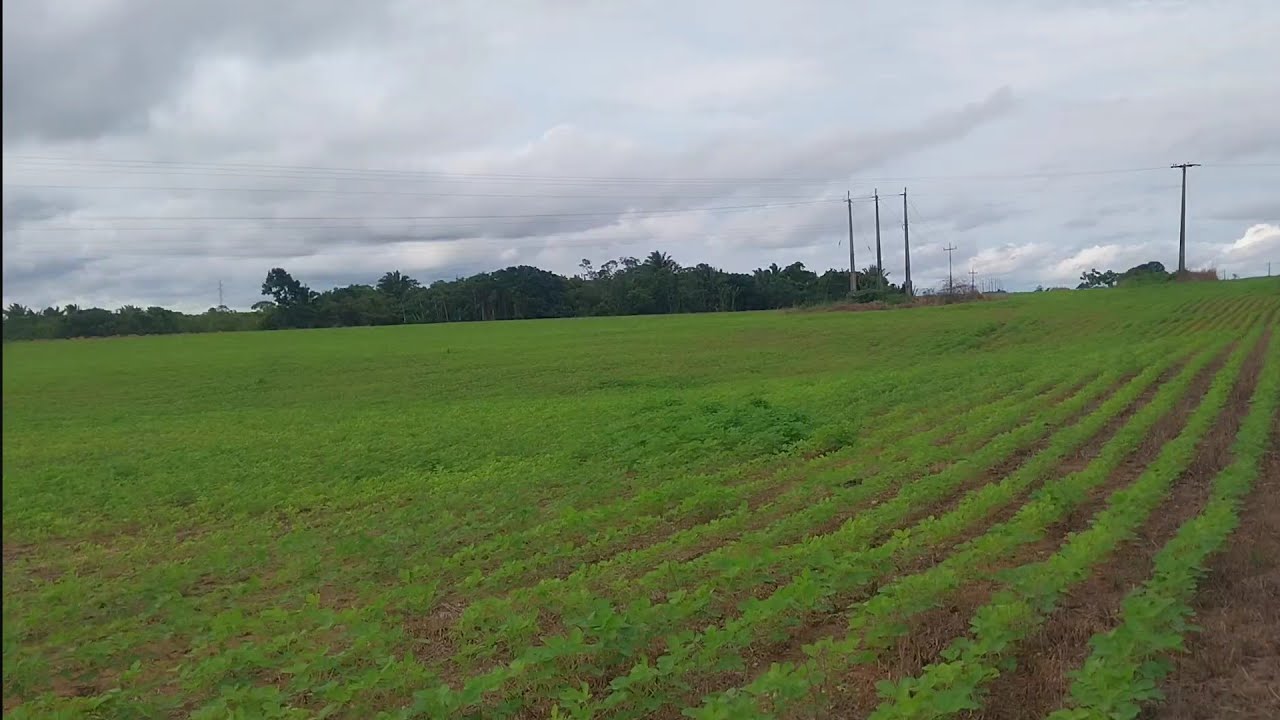 (A SOJA PLANTADA EM GUAJARÁ MIRIM E REGIÃO) GUAJARÁ MIRIM, NO ESTADO DE RONDÔNIA-24/12/2025-QUARTA.