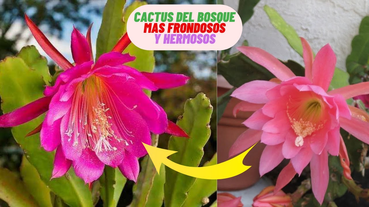 Lo Que Nadie Te Dice Para Cultivar Cactus Del Bosque Hermosos #cactus