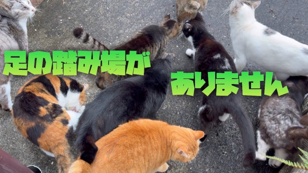 【地域猫・元保護猫】ヒマこいた雨上がりのニャンコらと久々のてんかん発作すらも可愛いニャンコ